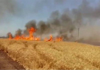 خبير عراقي: "الدواعش حرقوا المحاصيل الزراعية لأخذ إتاوات من المزارعين"