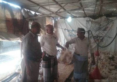 حملة للإشراف على المنتجات الحيوانية المعدة للذبح بشبوة