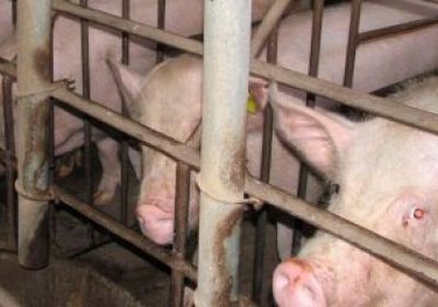 كوريا الجنوبية تستعد لمواجهة انتشار محتمل لحمى الخنازير الأفريقية