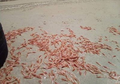 فريق علمي يوضح سبب نفوق الجمبري بساحل الستين بالمكلا