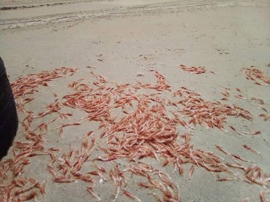 فريق علمي يوضح سبب نفوق الجمبري بساحل الستين بالمكلا