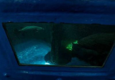 دراسة أمريكية لاستخدام الأسماك في مهام استخباراتية