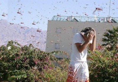 وزارة البيئة والزراعة السعودية تنجح في مكافحة الجراد القادم من اليمن