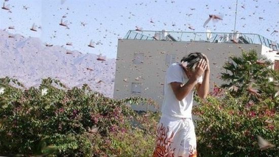 وزارة البيئة والزراعة السعودية تنجح في مكافحة الجراد القادم من اليمن