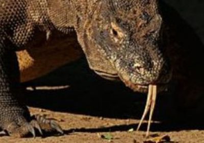  يوروبول: الشرطة في 22 دولة تنقذ آلافا من الزواحف الحية