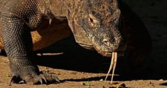  يوروبول: الشرطة في 22 دولة تنقذ آلافا من الزواحف الحية