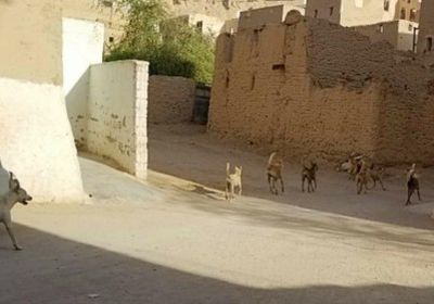 أهالي سئيون يعبرون عن غضبهم من انتشار الكلاب بالشوارع الرئيسية بالمدينة