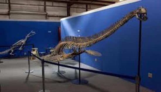 يزن وزنه إلى 15 طن.. اكتشاف عظام أكبر ديناصور بحري
