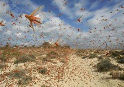 مدينة سردينيا الإيطالية تشهد أكبر اجتياح للجراد منذ 70 عامًا