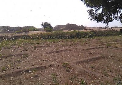 الجراد الصحراوي يهاجم مزارع تبن بلحج 