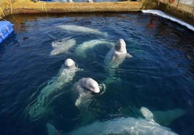 روسيا تبدأ نقل حيتان محتجزة لديها تمهيدا لاطلاق سراحهم