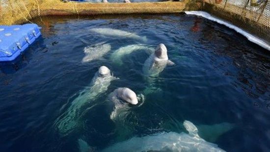 روسيا تبدأ نقل حيتان محتجزة لديها تمهيدا لاطلاق سراحهم