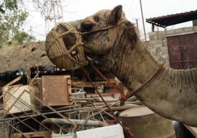 مليشيات الحوثي تقدم على تفخيخ الحيوانات في الحديدة
