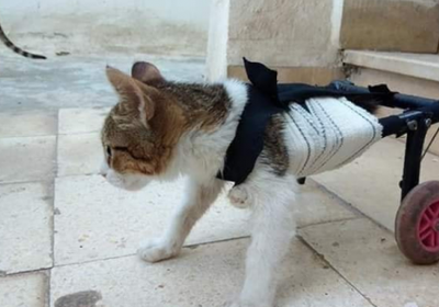 اختراع  تونسي يمنح القطط العاجزة فرصة ثانية للحياة