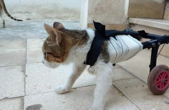 اختراع  تونسي يمنح القطط العاجزة فرصة ثانية للحياة