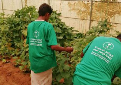 "الزراعة المحمية" أحدث مشاريع التحالف لدعم اليمن