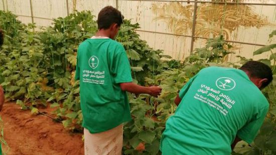 "الزراعة المحمية" أحدث مشاريع التحالف لدعم اليمن