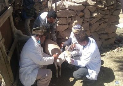 حملة لتحصين 472 ألف رأس من الأغنام بلحج