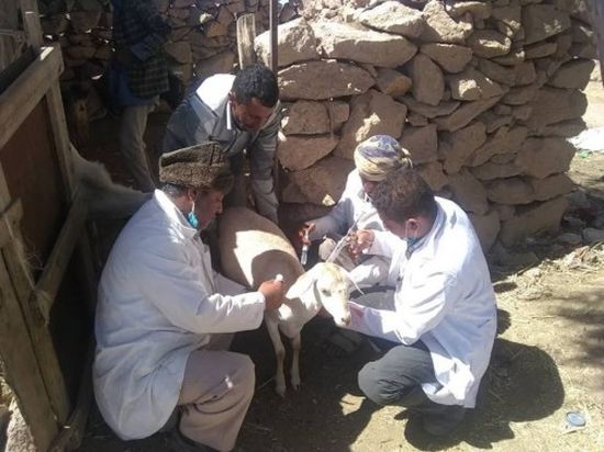 حملة لتحصين 472 ألف رأس من الأغنام بلحج