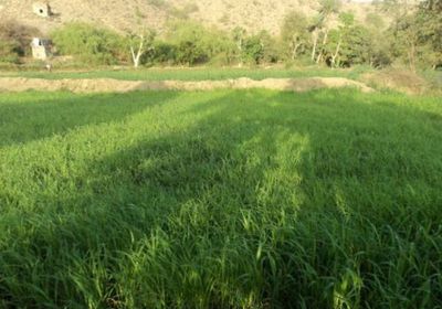 دورة تدريبية في مجال إنشاء وإدارة المزارع الحقلية بعدن