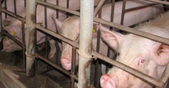 وكالة الأمن الغذائي في بلغاريا: ظهور حالات تفش جديدة لحمى الخنازير