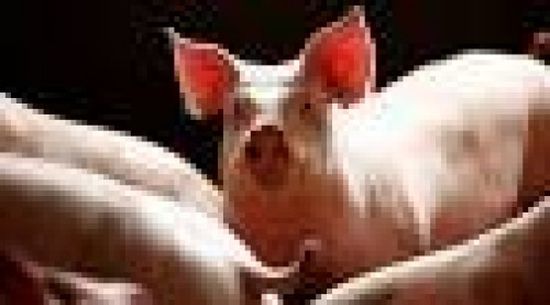 انتشار حمى الخنازير الأفريقية في قرى بلغارية