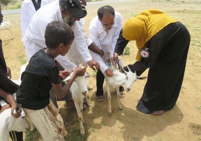 الصليب الأحمر يطلق حملة تطعيم لـ 834,000 رأس ماشية بمحافظة " حجة "