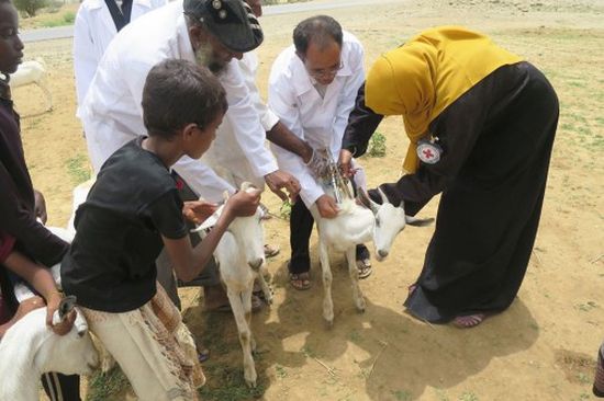 الصليب الأحمر يطلق حملة تطعيم لـ 834,000 رأس ماشية بمحافظة " حجة "