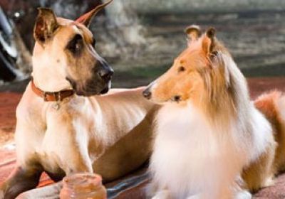 قرار وزاري عماني يحظر استيراد 16 فصيلة من الكلاب