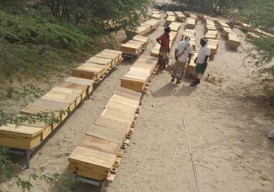 توزيع خلايا النحل لعدد 66 نحالا من صغار المزارعين في أحور