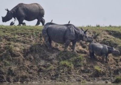 وحيد القرن يتوجه إلى المرتفعات بعد موجة من الفيضانات الشديدة بالهند