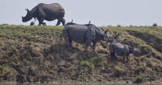 وحيد القرن يتوجه إلى المرتفعات بعد موجة من الفيضانات الشديدة بالهند