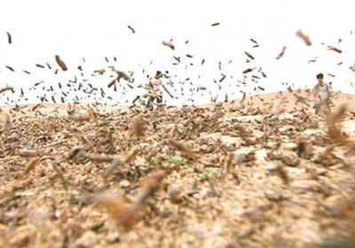 فريق من منظمة الفاو يتفقد جهود مكافحة الجراد في أبين