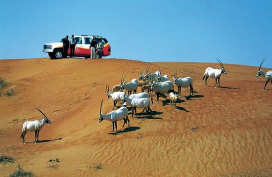 ceoworld magazine تختار صحراء دبي كأفضل سفاري بالعالم