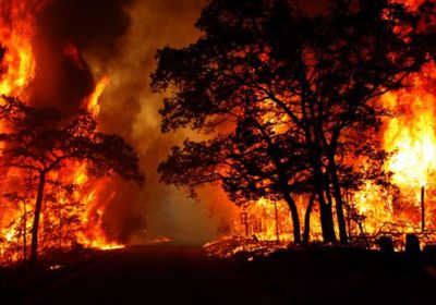 حريق هائل يلتهم أكبر غابات الجزائر والإطفاء تعلن حالة الطوارئ القصوى