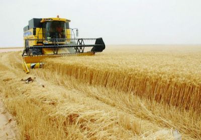 العراق يعلن اكتفاءه ذاتيًا من إنتاج محصول "الحنطة"
