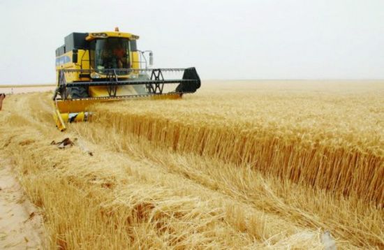 العراق يعلن اكتفاءه ذاتيًا من إنتاج محصول "الحنطة"