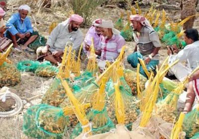 جني التمور في سقطرى.. موسم فرح بدعم إماراتي