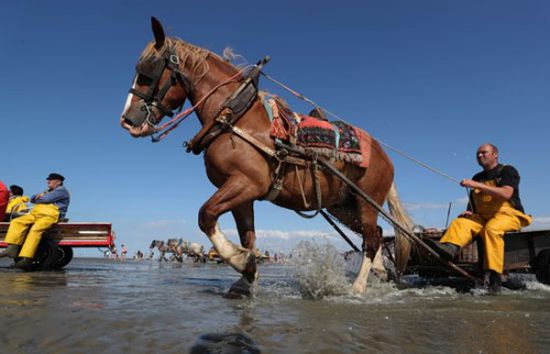 (صور).. صيادون يستخدمون "الخيول" بدلاً من "المراكب" في الصيد ببلجيكا 