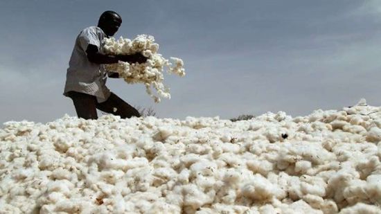 السودان.. وقف زراعة القطن المُعدّل وراثيًا وإبادة المزروع