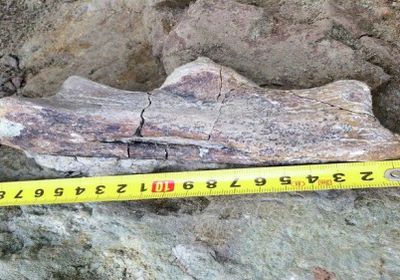 في جنوب سيبيريا..العثور على آثار ديناصور نادر