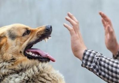 الصحة الإيرانية: داء الكلب في ارتفاع ويكلفنا 42 مليون دولار سنويًا