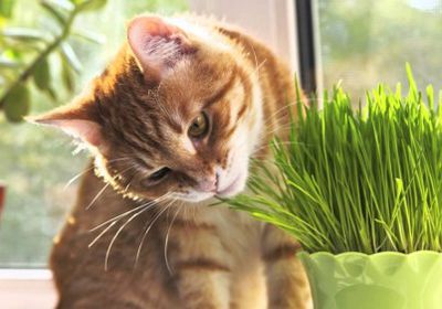 تعرف على سر حب القطط للأعشاب
