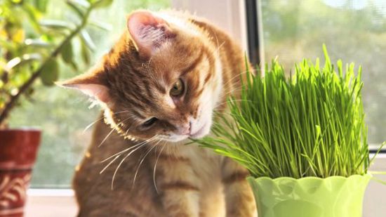 تعرف على سر حب القطط للأعشاب