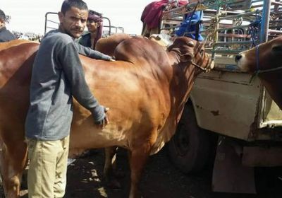 جبايات الحوثي تحرم المواطنين من أضاحي العيد