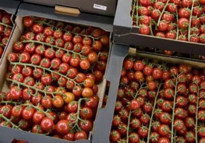 صادرات طماطم المغرب نحو أوروبا تتجاوز ٤٦٢ آلف طن وترفع من قيمة اقتصاد البلاد