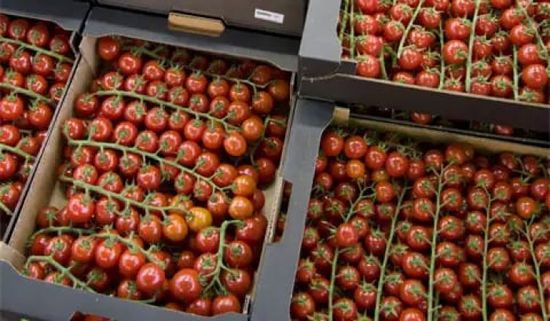صادرات طماطم المغرب نحو أوروبا تتجاوز ٤٦٢ آلف طن وترفع من قيمة اقتصاد البلاد