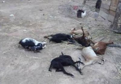 مرض غريب يفتك بالثروة الحيوانية في وادي ميفعة بشبوة