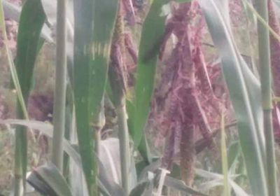 الجراد يغزو عمران ويقضي على المحاصيل (صور) 