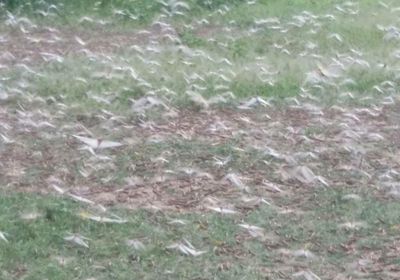 الجراد يعود للانتشار مجدداً بالضالع (صور)